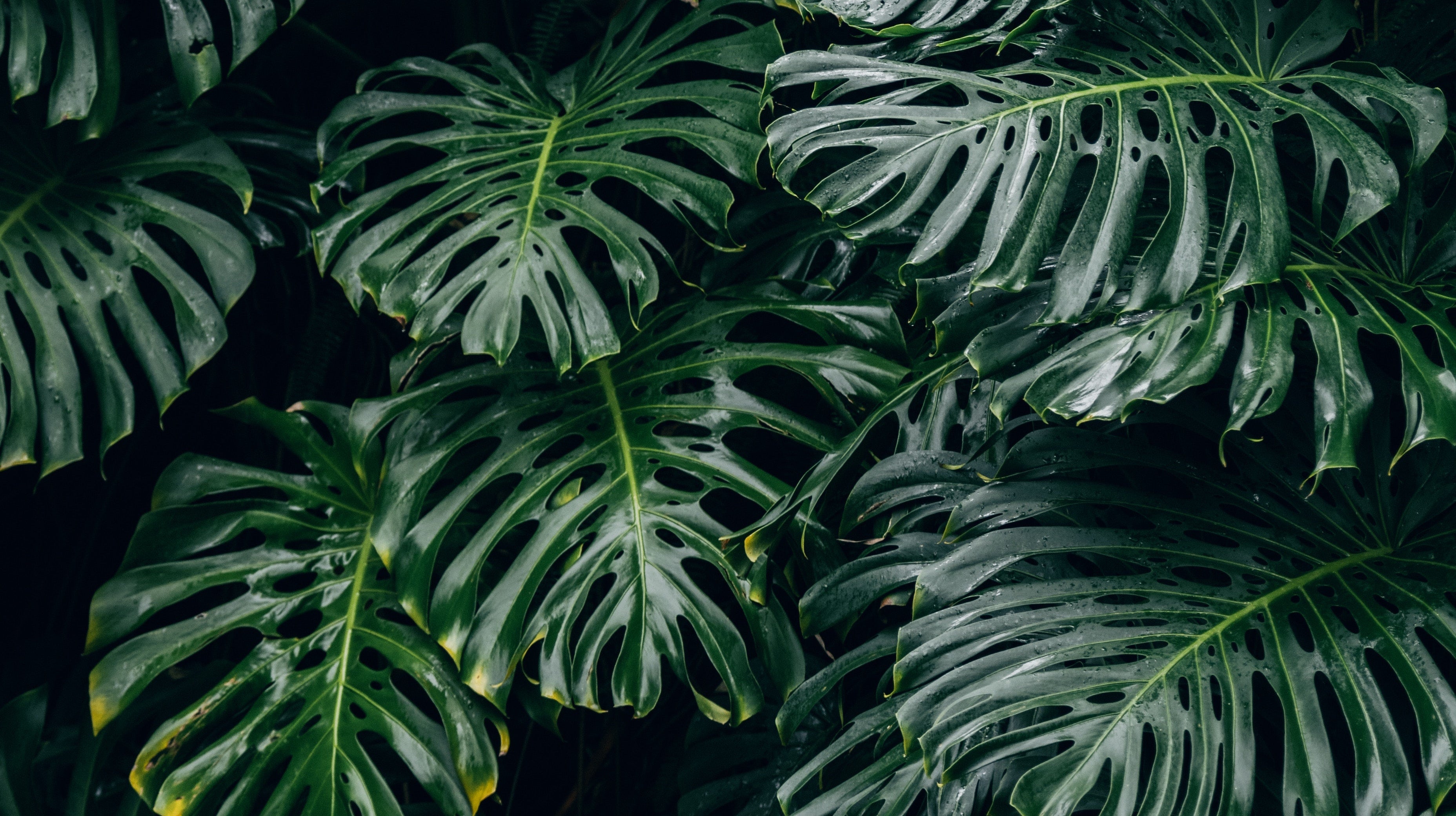 monstera plante amérique latine