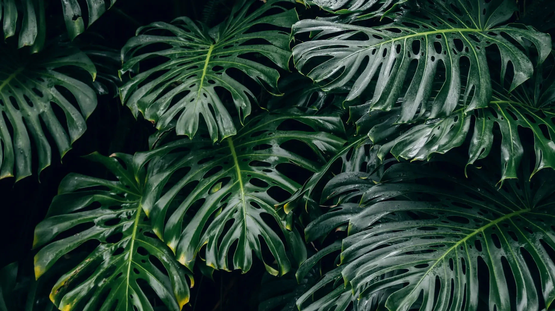 monstera plante amérique latine